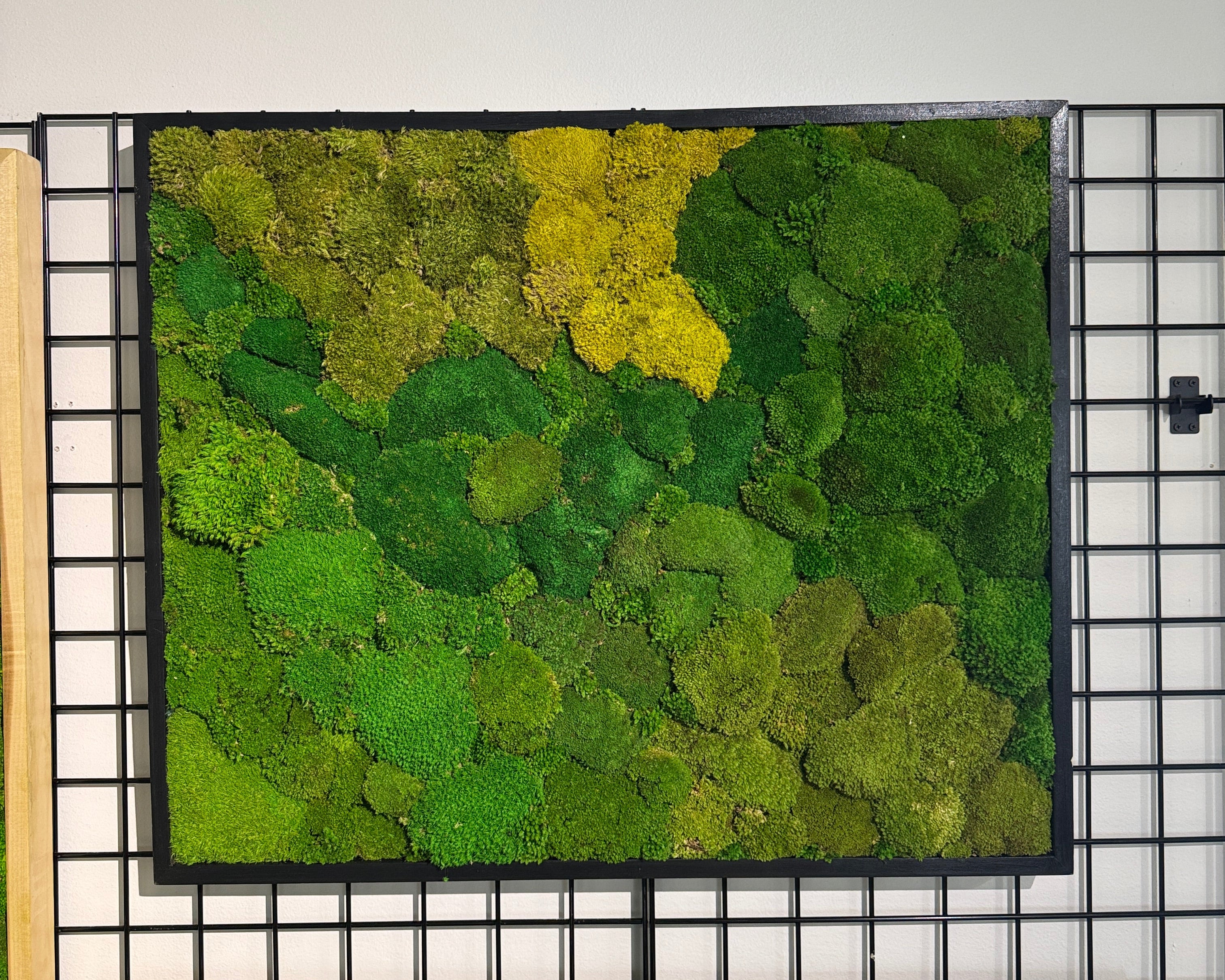 Ready to Ship: 30x36 Horizontal Mosaic Moss Art Frame – The Moss Shop