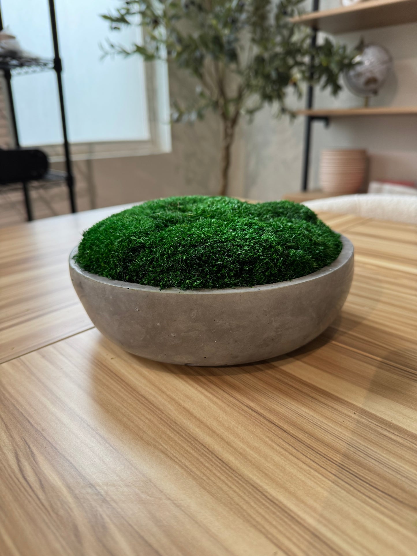 7.5" Astro Concrete Moss Bowl