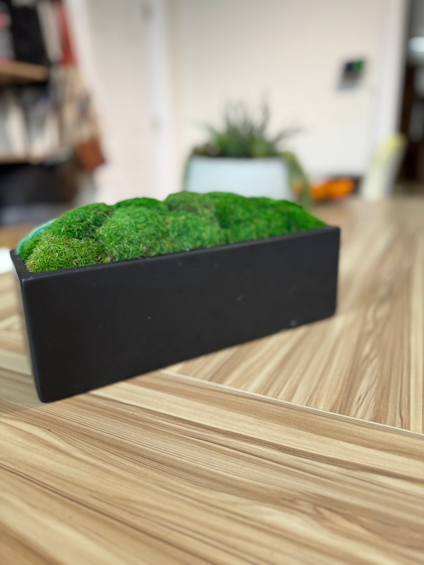 12x4x4" Black Planter Moss Bowl