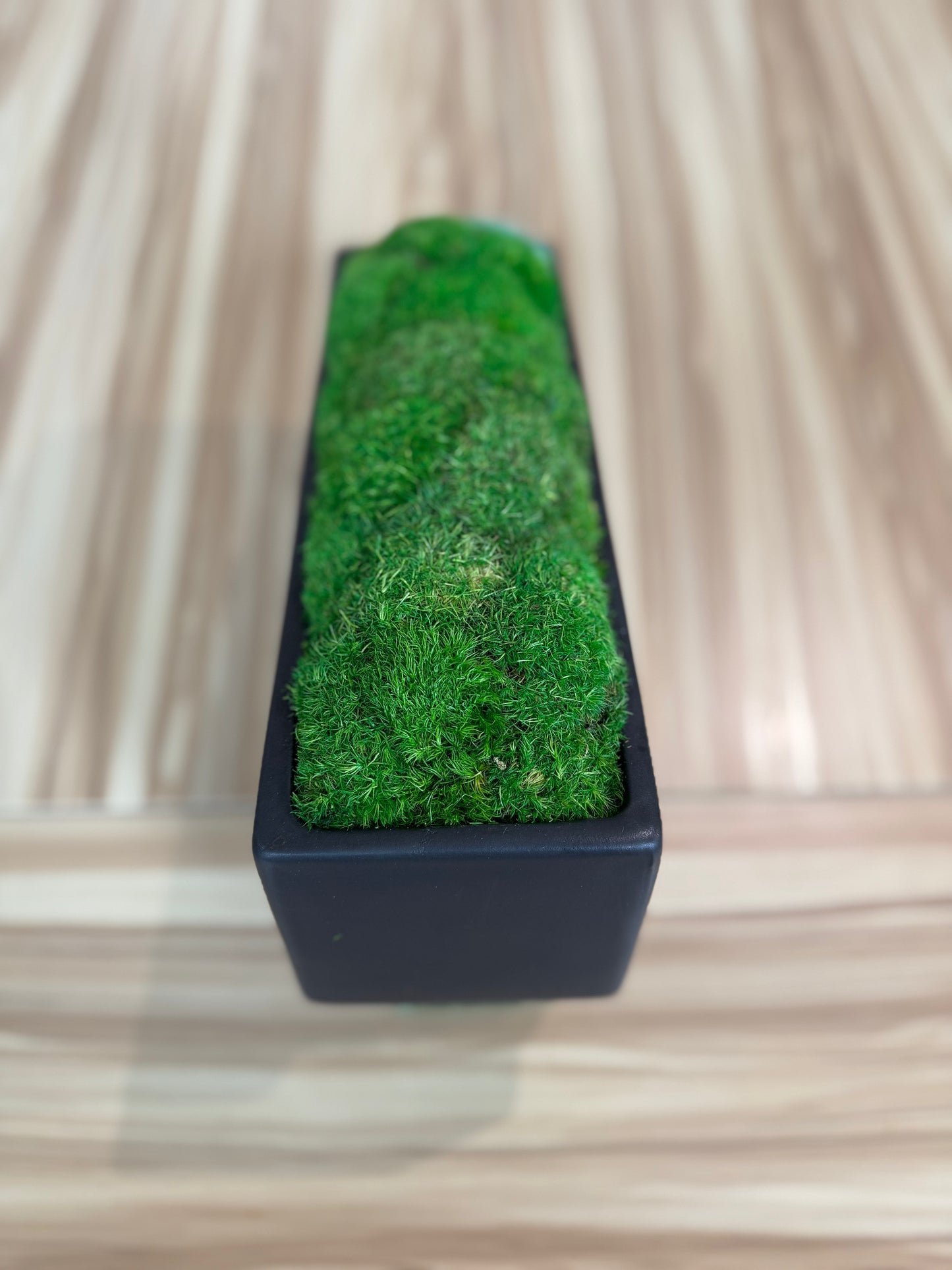 12x4x4" Black Planter Moss Bowl