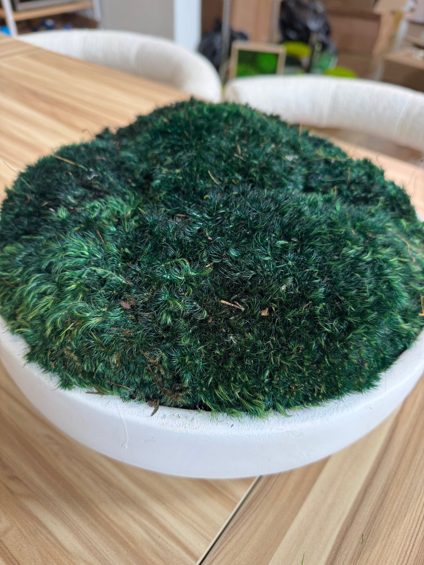 15.5" Dark Green Moss Bowl in White
