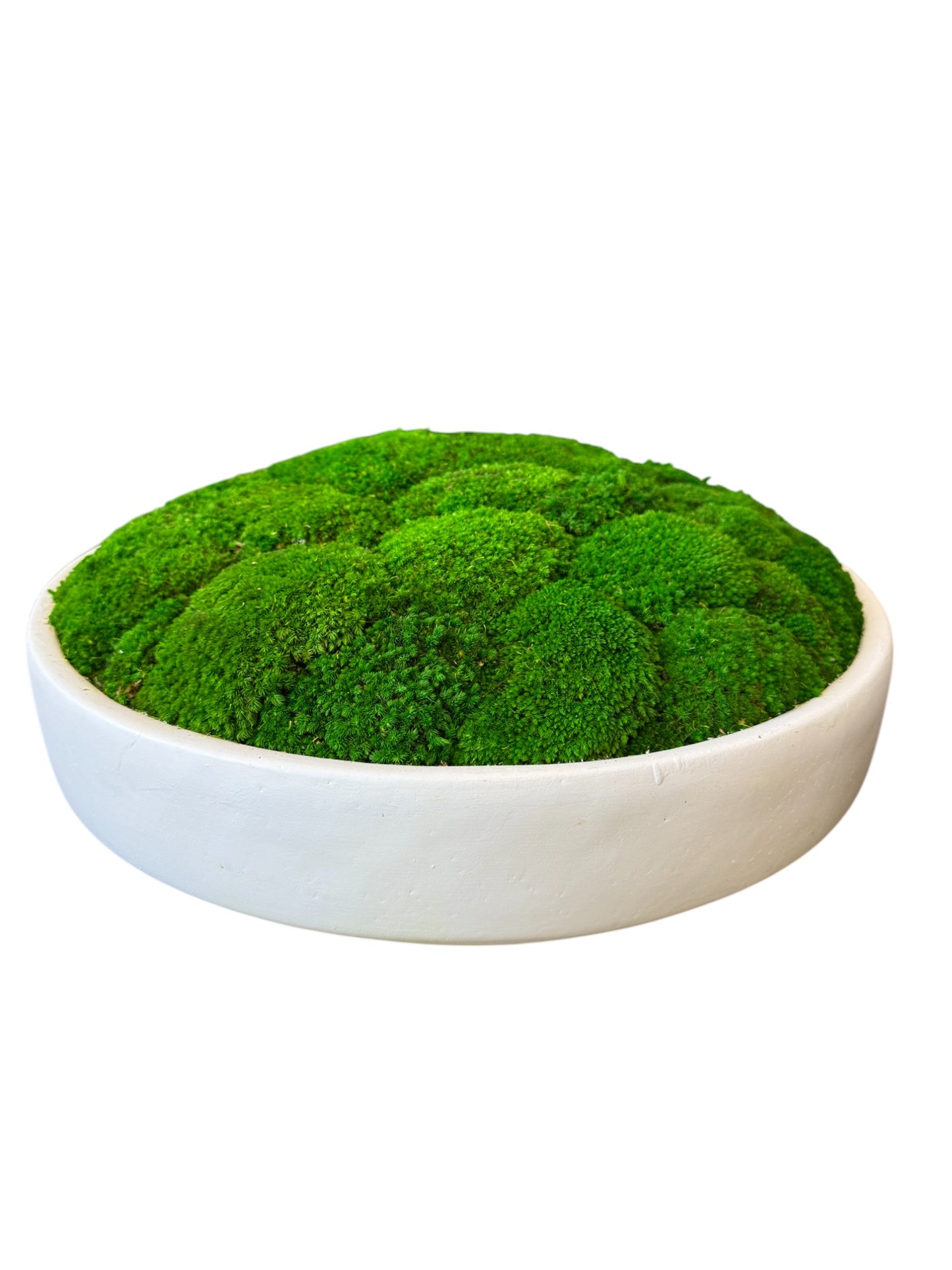 Timeless Green Concrete Moss Bowl