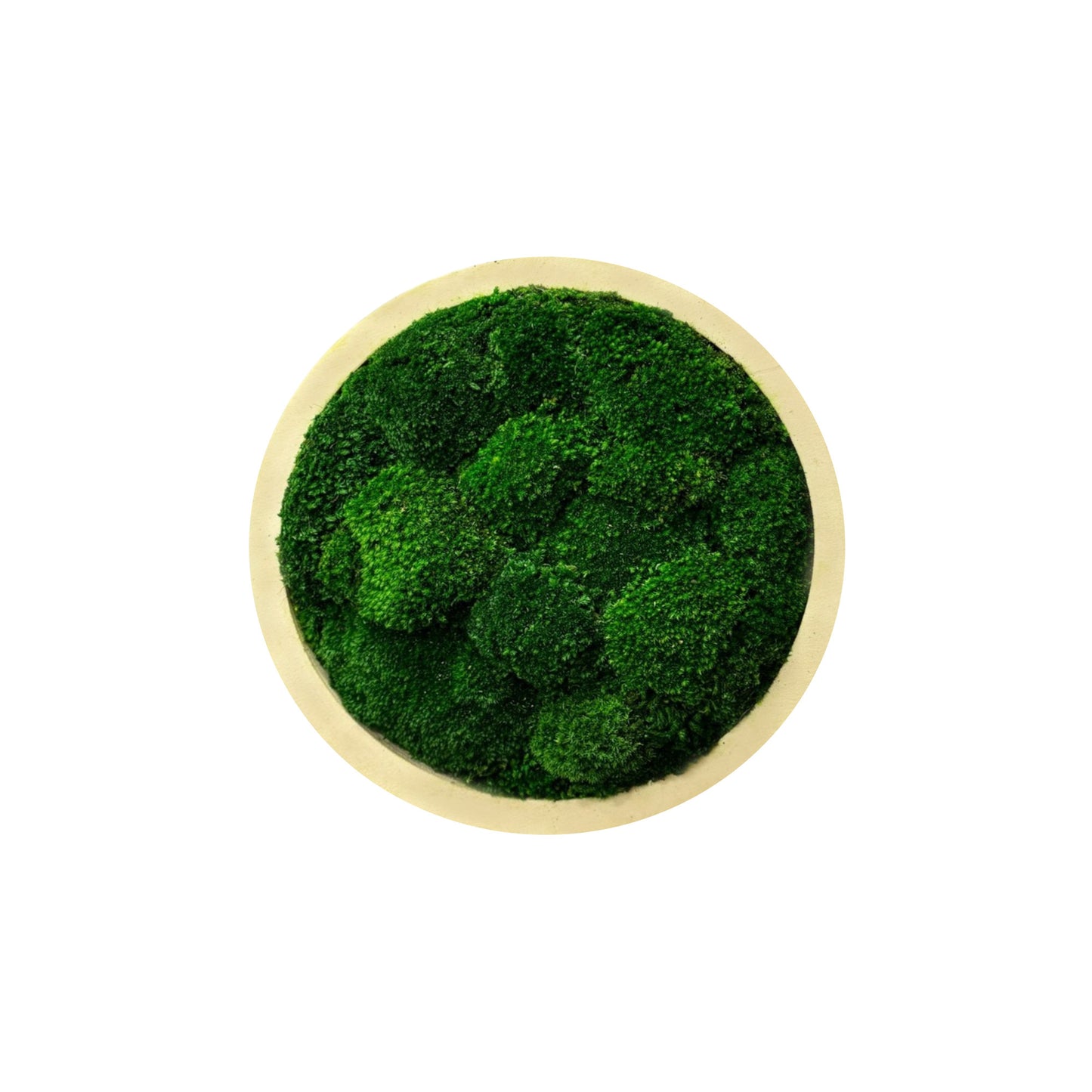 Circle Moss Art Frame with Mood Moss (Natural Frame) Medium Green