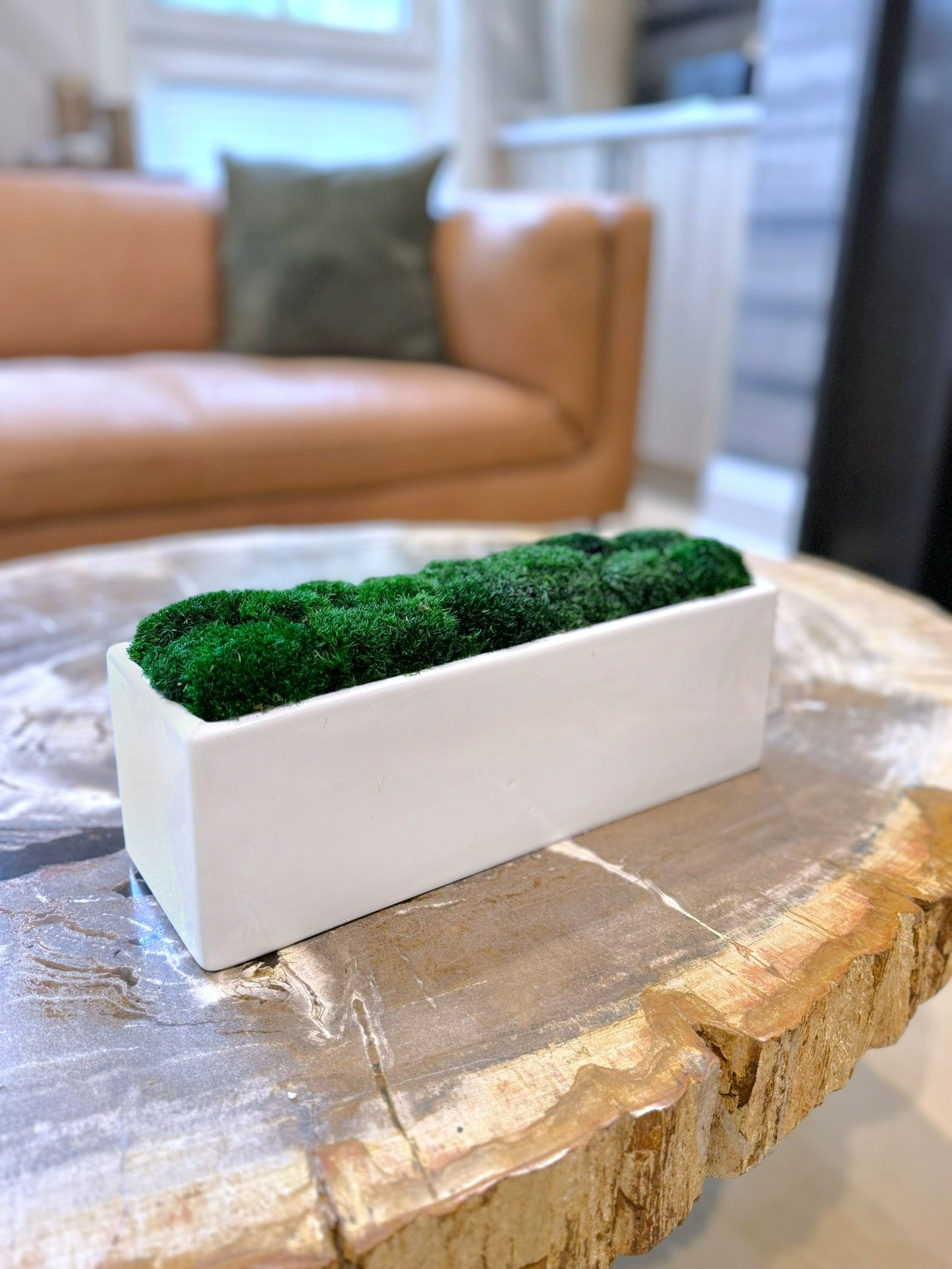 Wide Planter Moss Bowl 14x4x4"