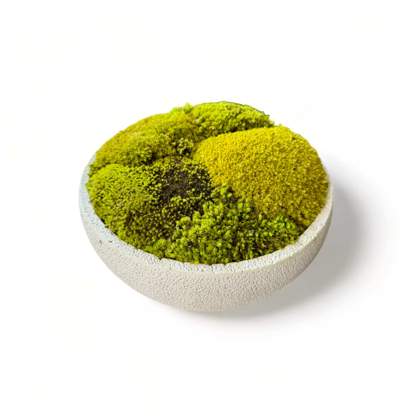 Textured Concrete Moss Bowl