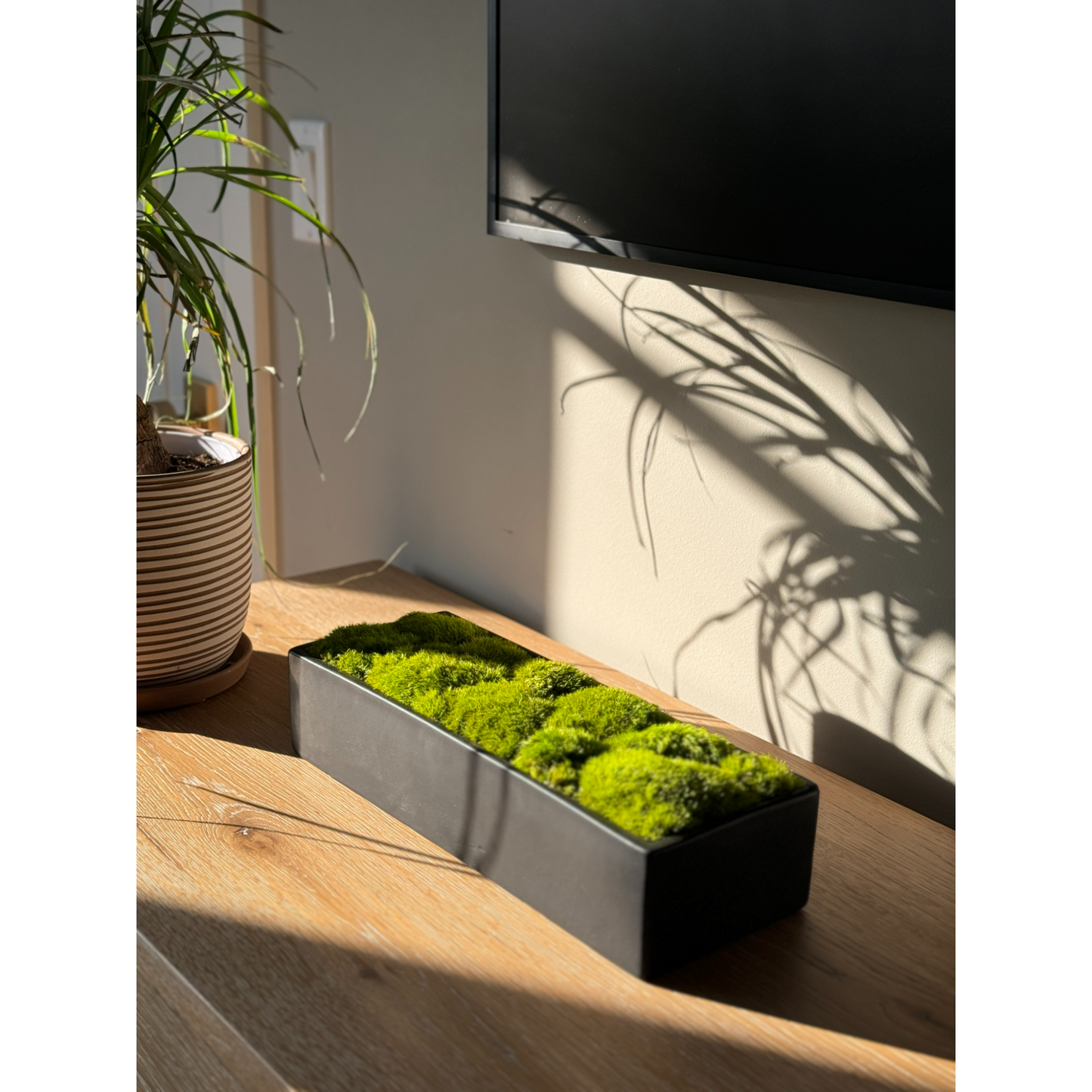 Wide Topiary Moss Bowl (Light Moss)