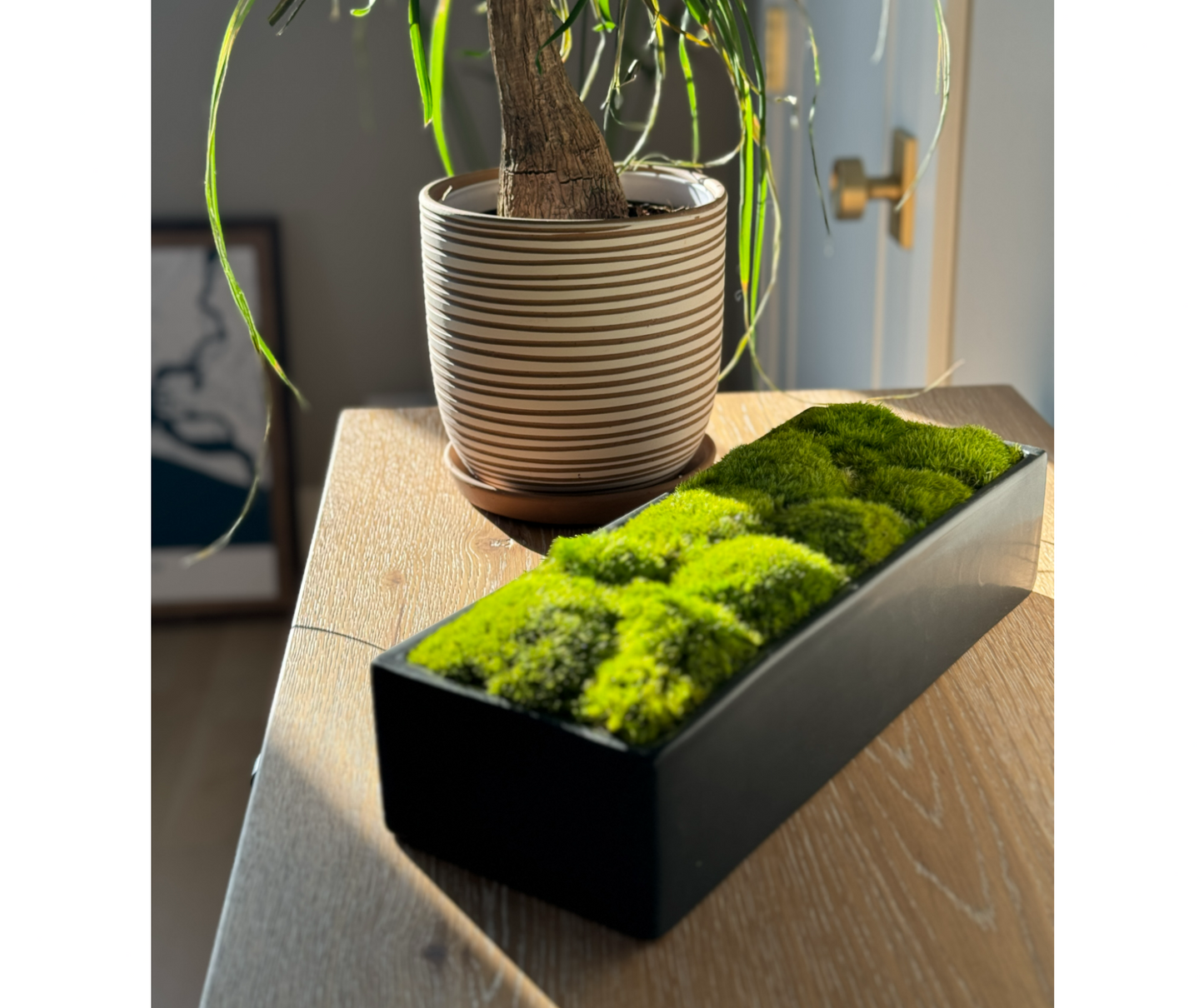 Wide Topiary Moss Bowl (Light Moss)