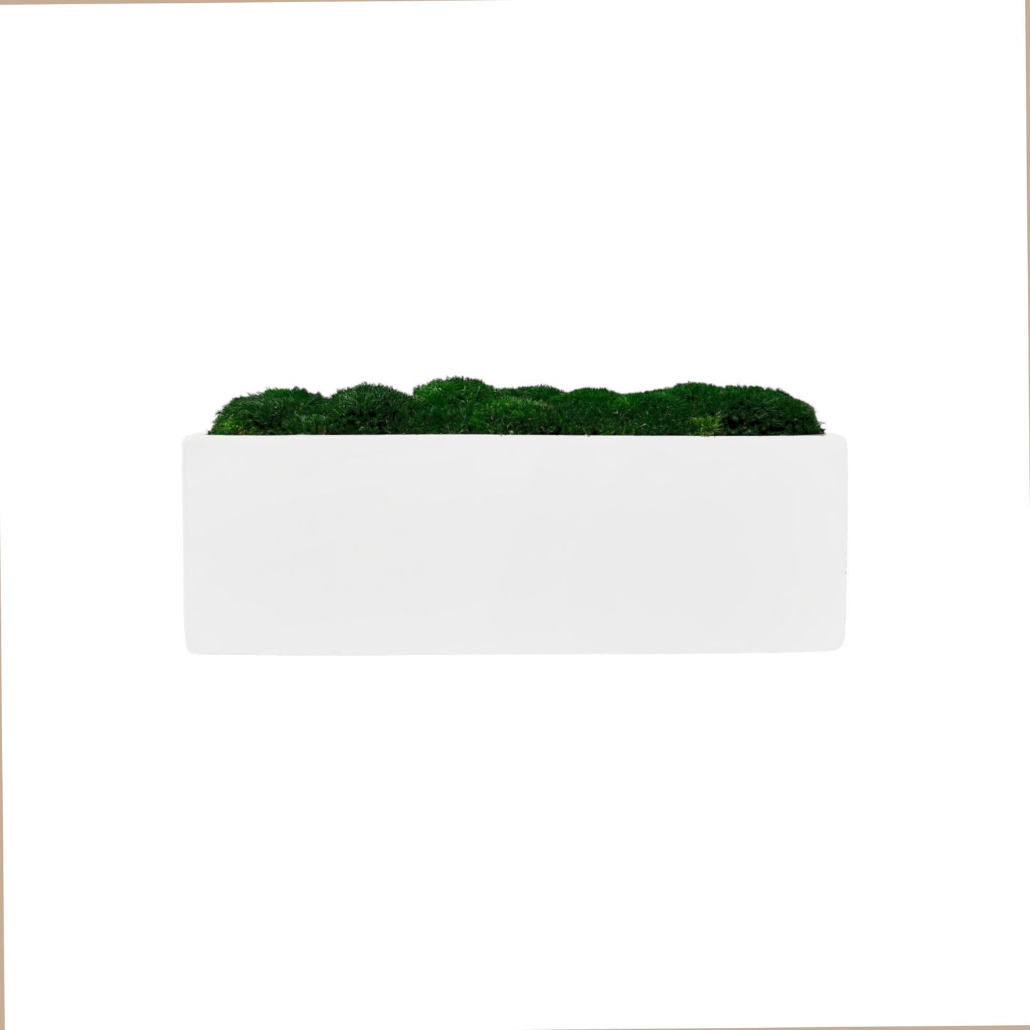 Wide Planter Moss Bowl 14x4x4"