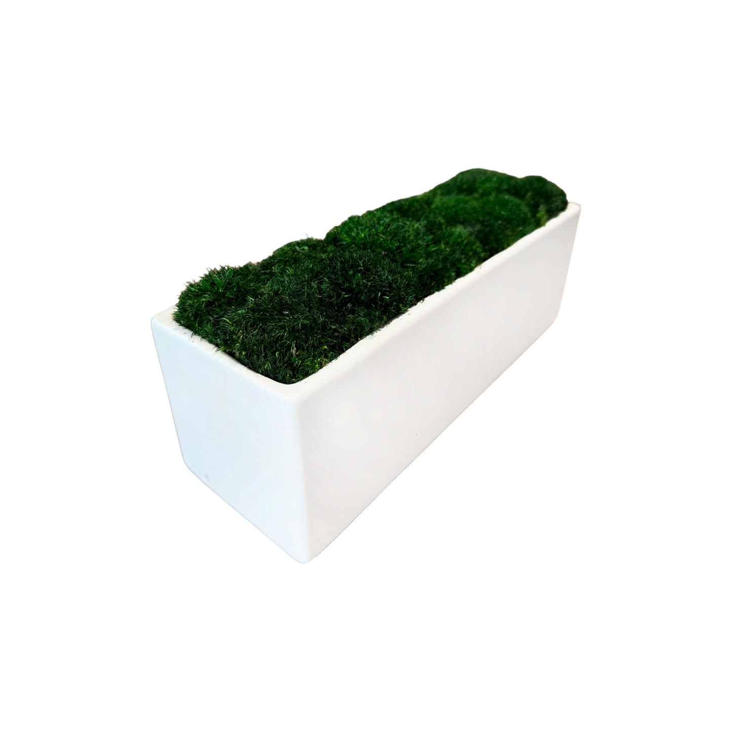 Wide Topiary Moss Bowl (White) 14x5x4"