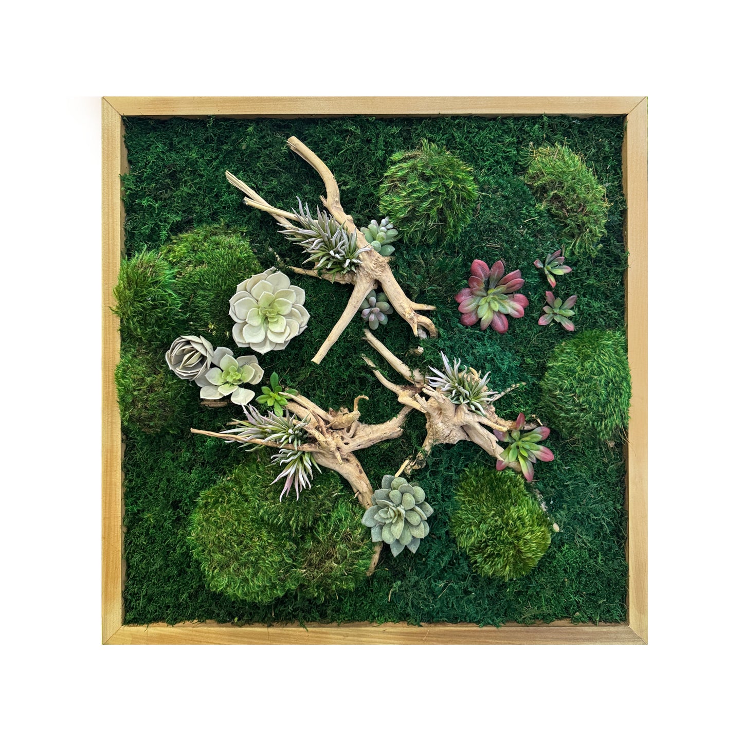 succulent moss wall art Drift & Root Succulent Moss Art Frame – The Moss Shop