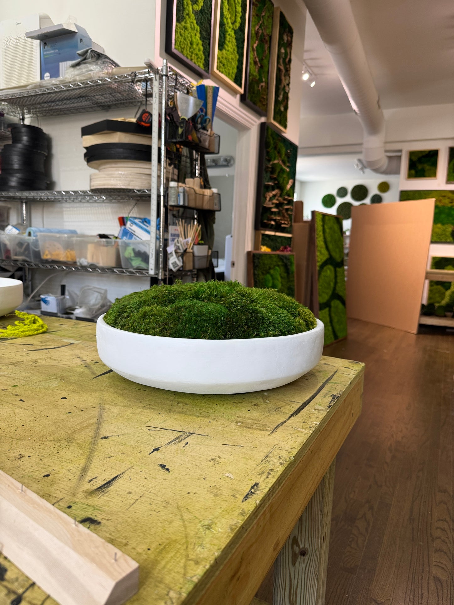 moss indoor plants interior design services The Classic Concrete Moss Bowl