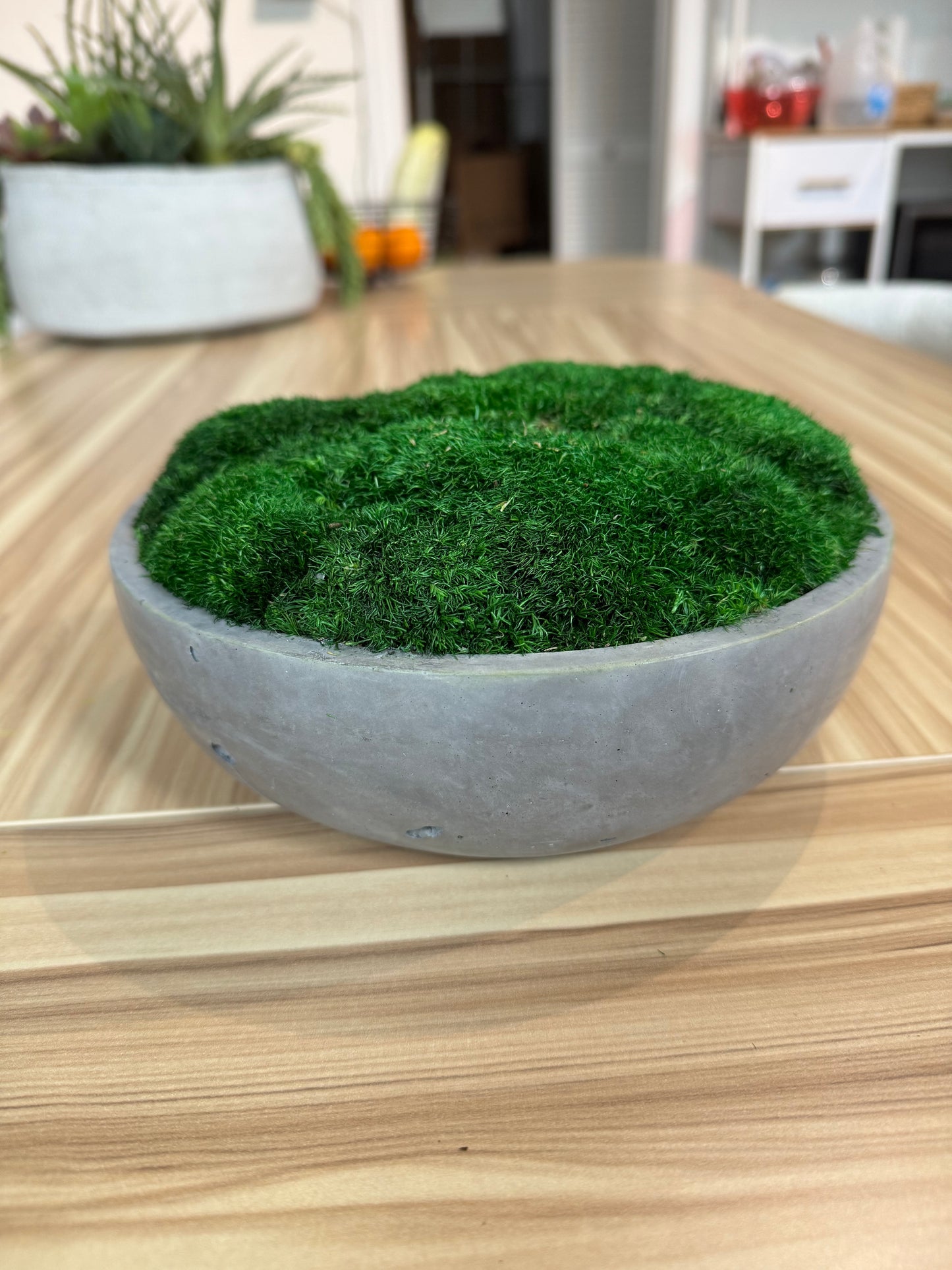 7.5" Astro Concrete Moss Bowl