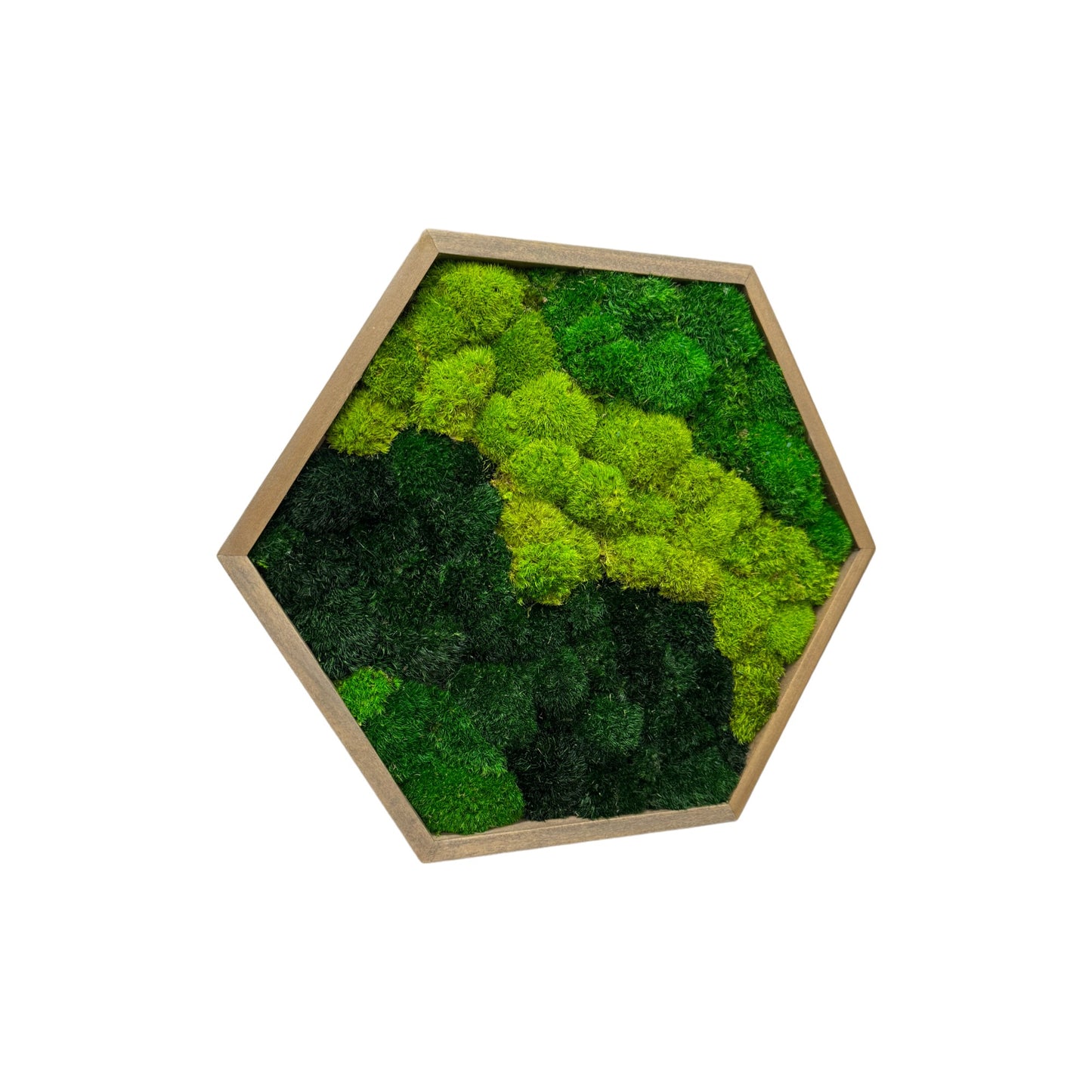 Hexagon Moss Art Frame - Green Delight