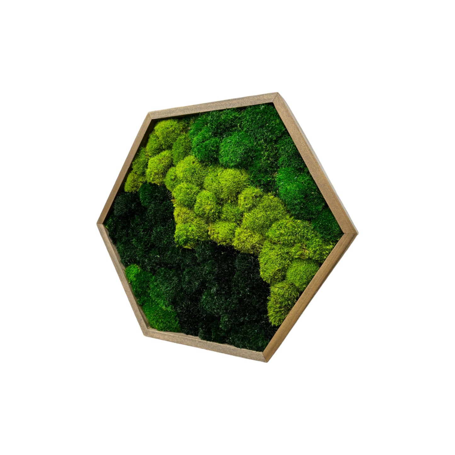 Hexagon Moss Art Frame - Green Delight