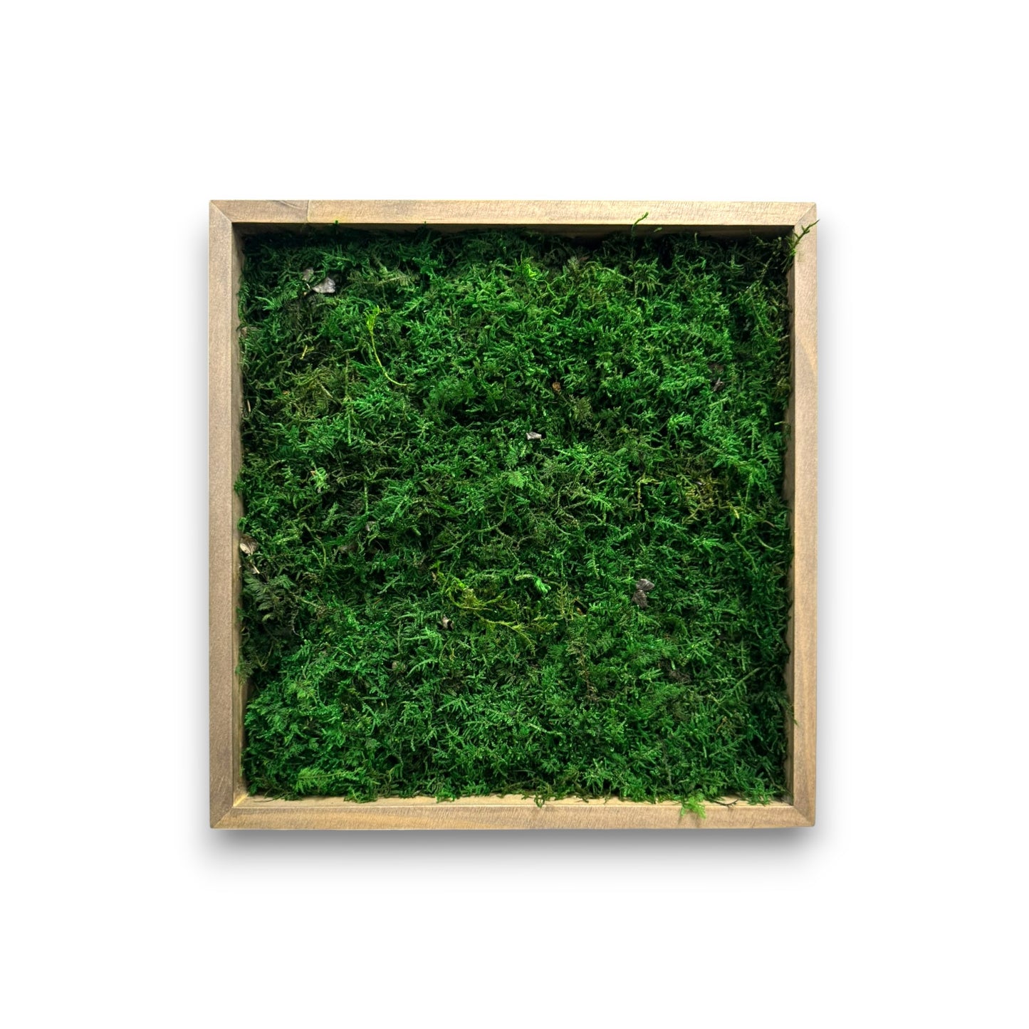 Reindeer Moss Frame - Minimalist Sheet Moss