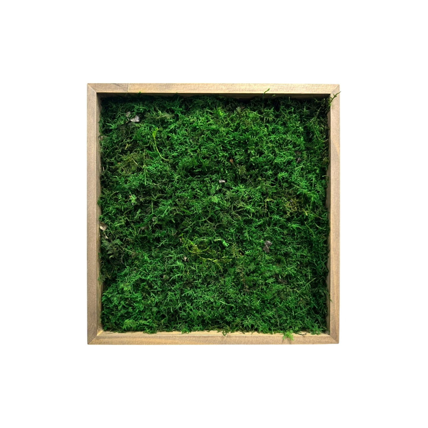 Reindeer Moss Frame - Minimalist Sheet Moss