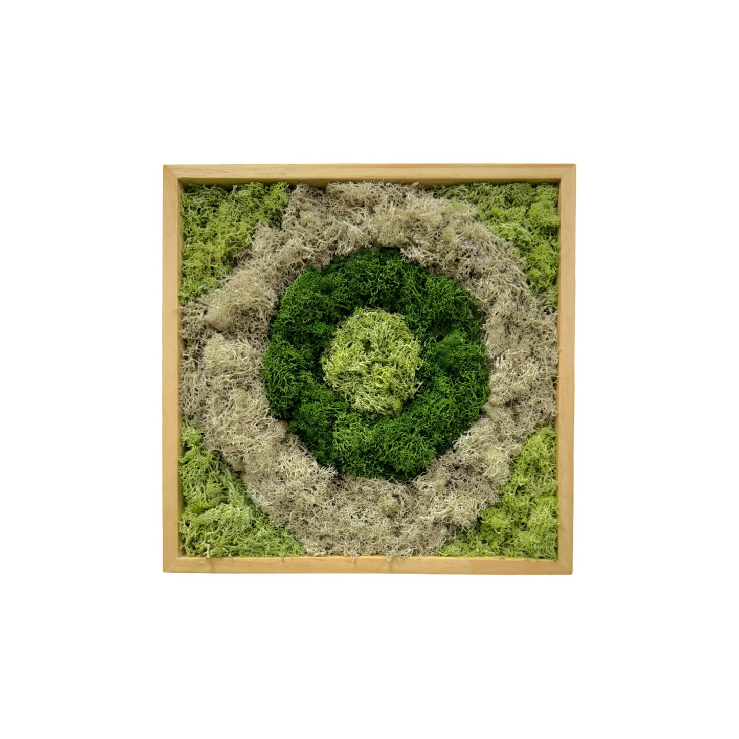 Reindeer Moss Art Frame - Bull's Eye