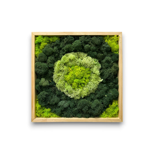 Reindeer Moss Art Frame - Bull's Eye .2