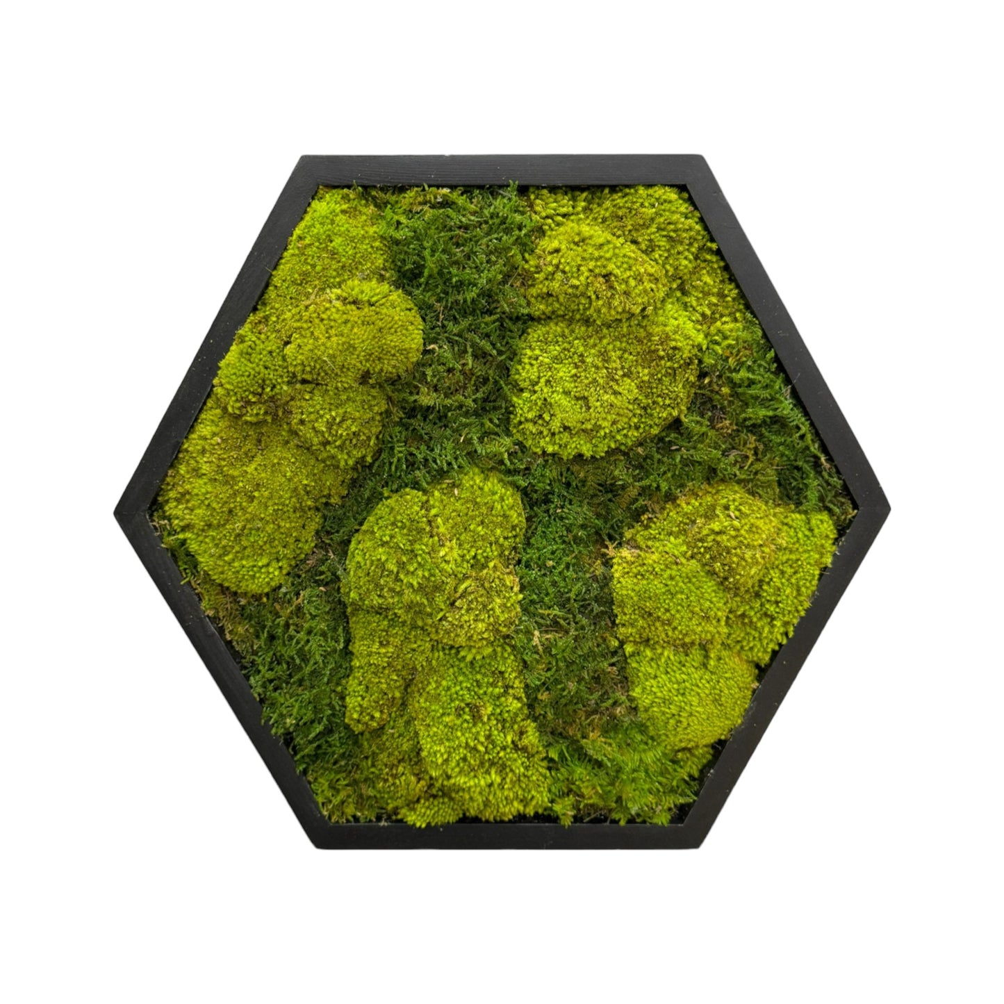 Hexagon Moss Art Frame - Turbo