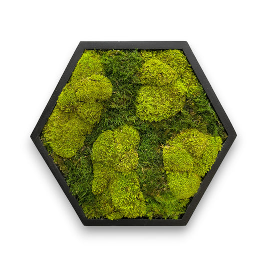 Hexagon Moss Art Frame - Turbo