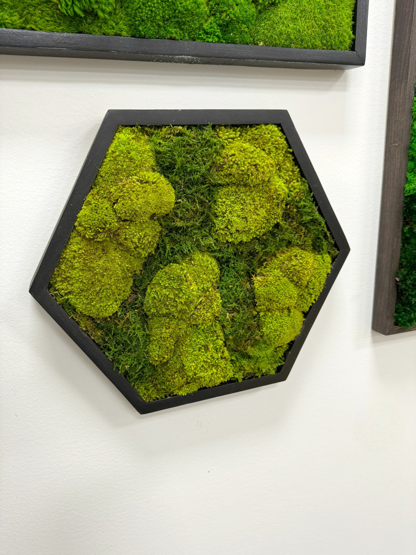 Hexagon Moss Art Frame - Turbo