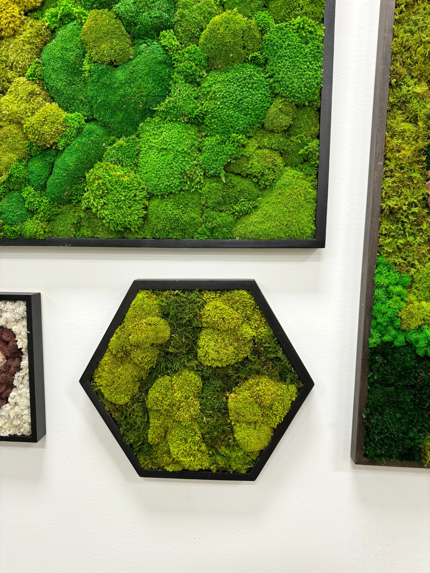 Hexagon Moss Art Frame - Turbo