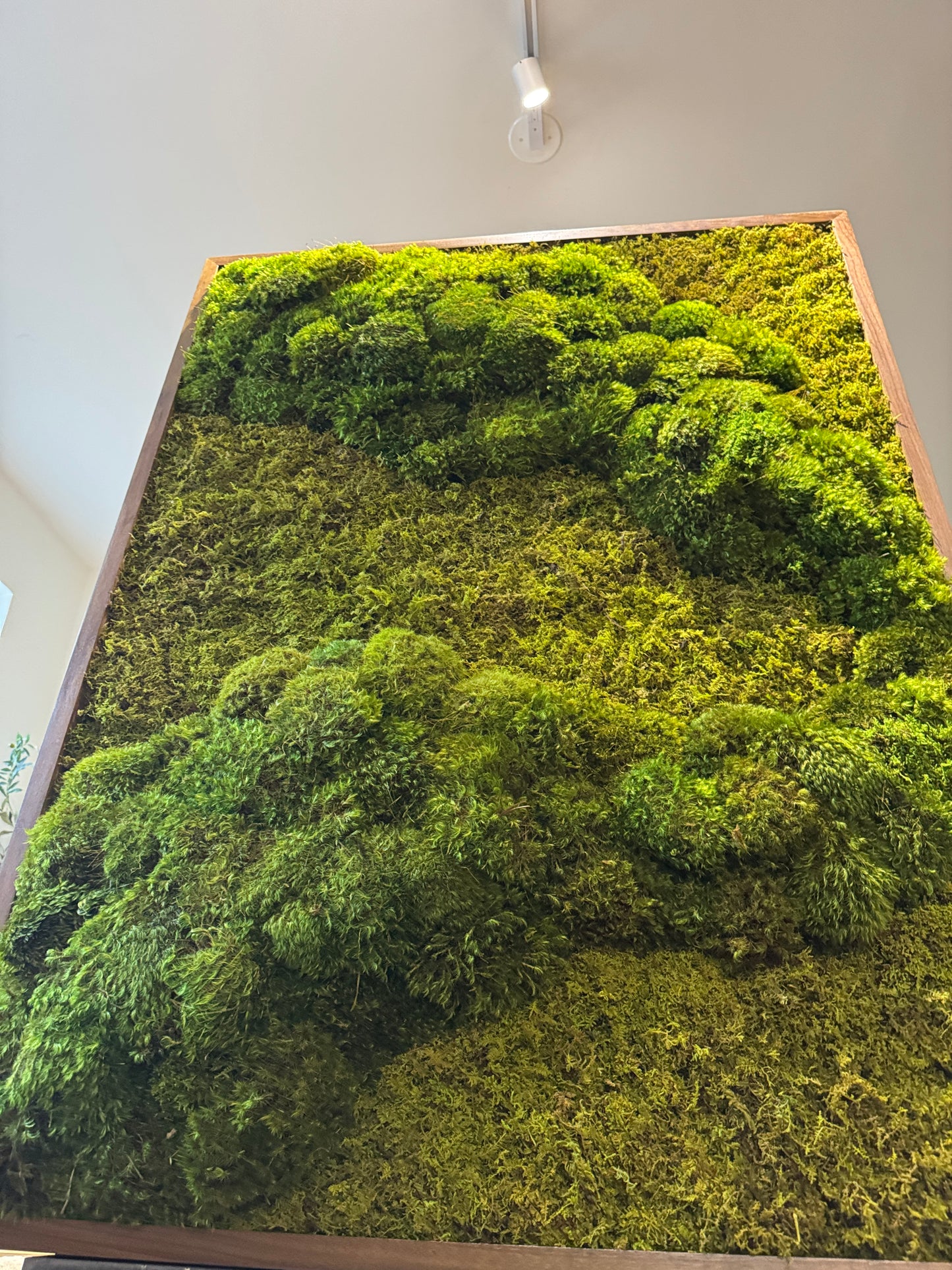 48x36" Subtle Neutral Moss Art Frame: Ready to Ship