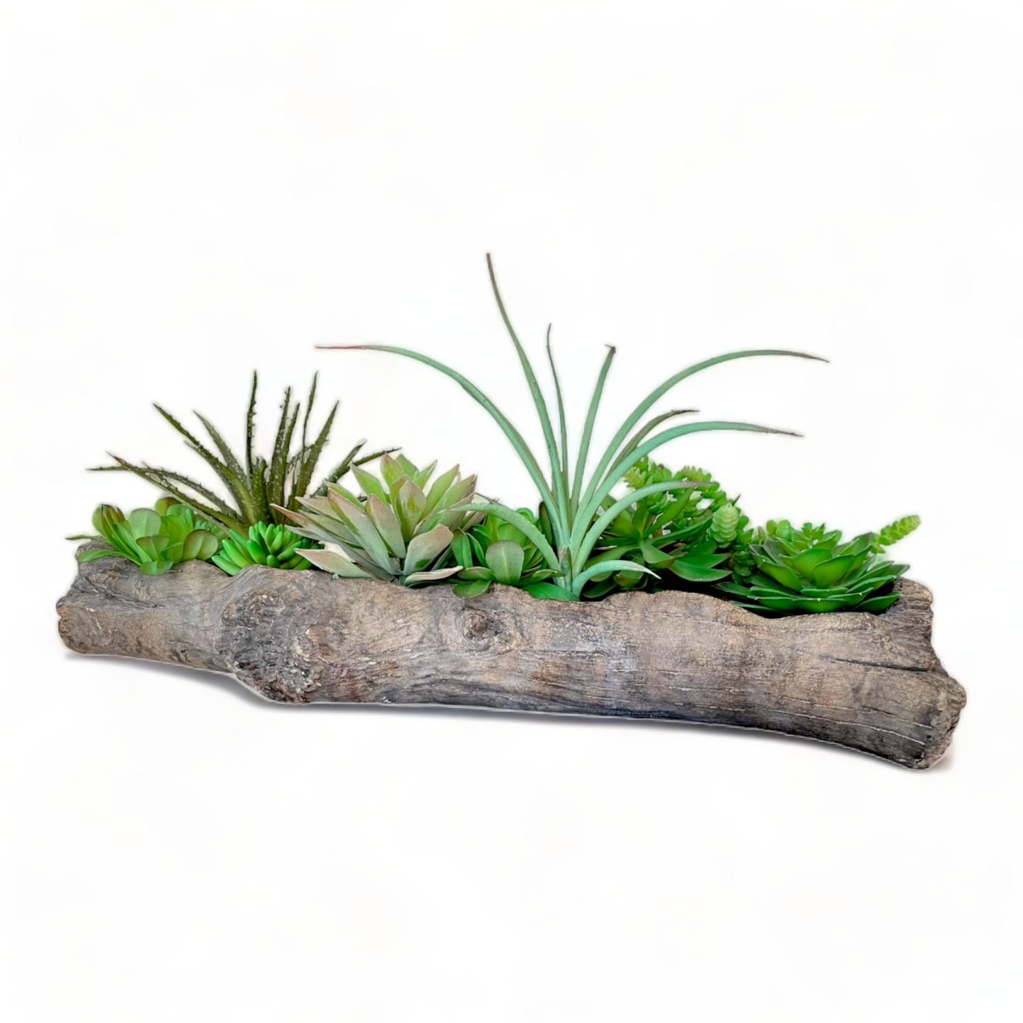 Succulent Arrangement Driftwood Planter, Extra Large