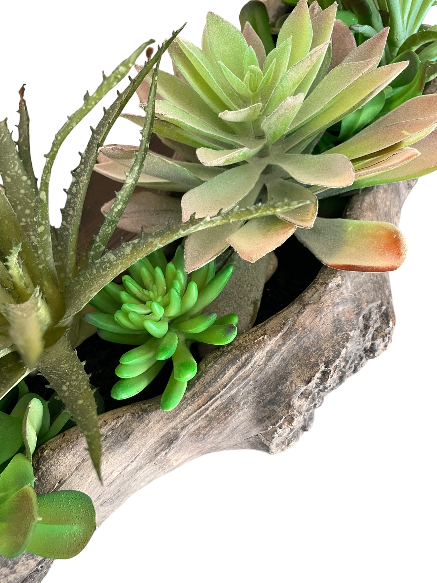 Succulent Arrangement Driftwood Planter, Extra Large