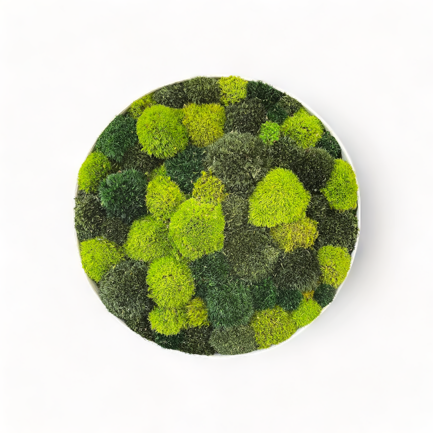 Bumble Oasis Circle Moss Frame