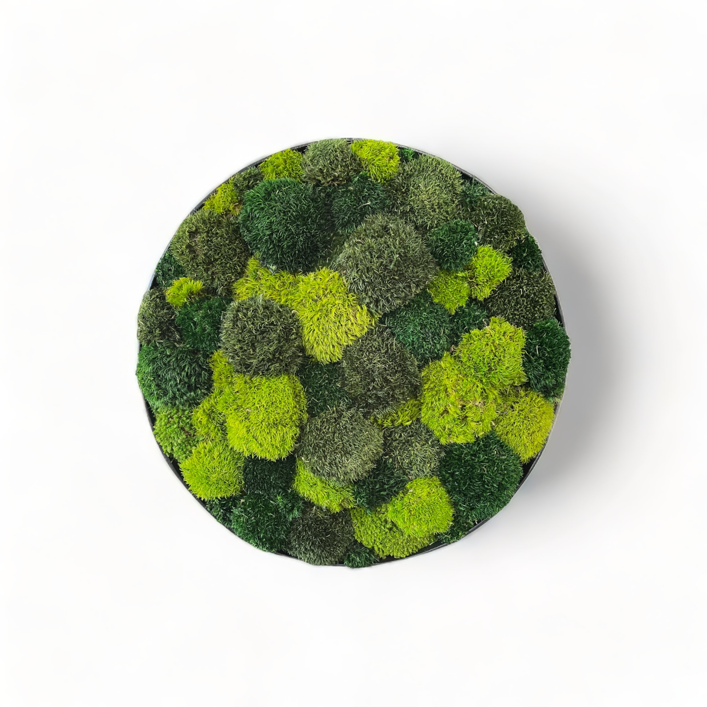 Bumble Oasis Circle Moss Frame