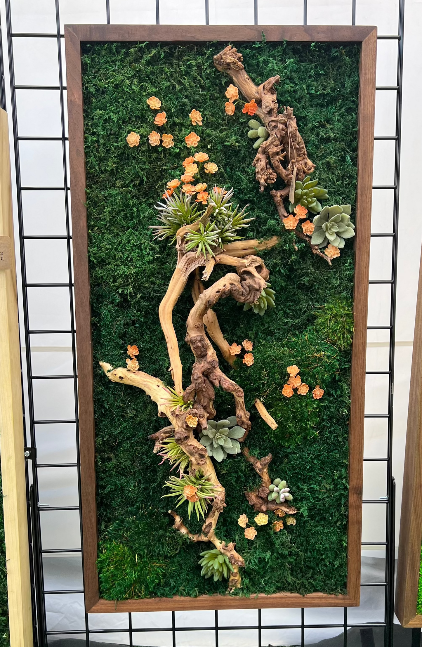 36x18" Desert Orange Succulent Moss Art Frame: Ready to Ship