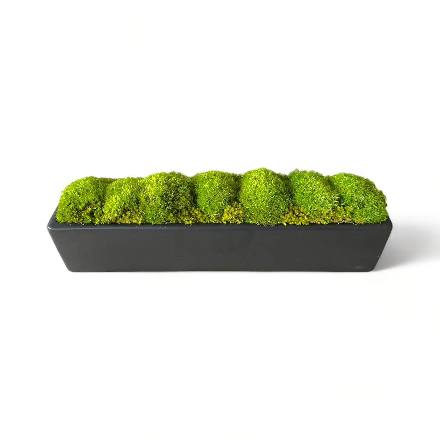 Sleek Topiary Planter Moss Bowl