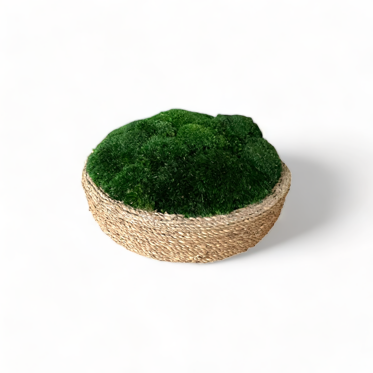 Urban Moss Bowl