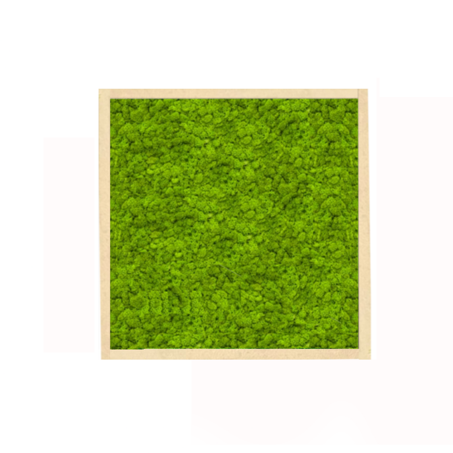 The Minimalist Lichen - Moss Art Frame