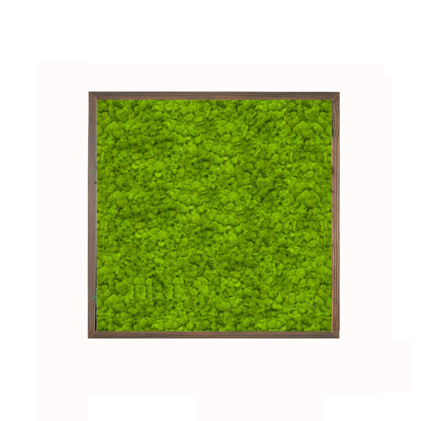 The Minimalist Lichen - Moss Art Frame