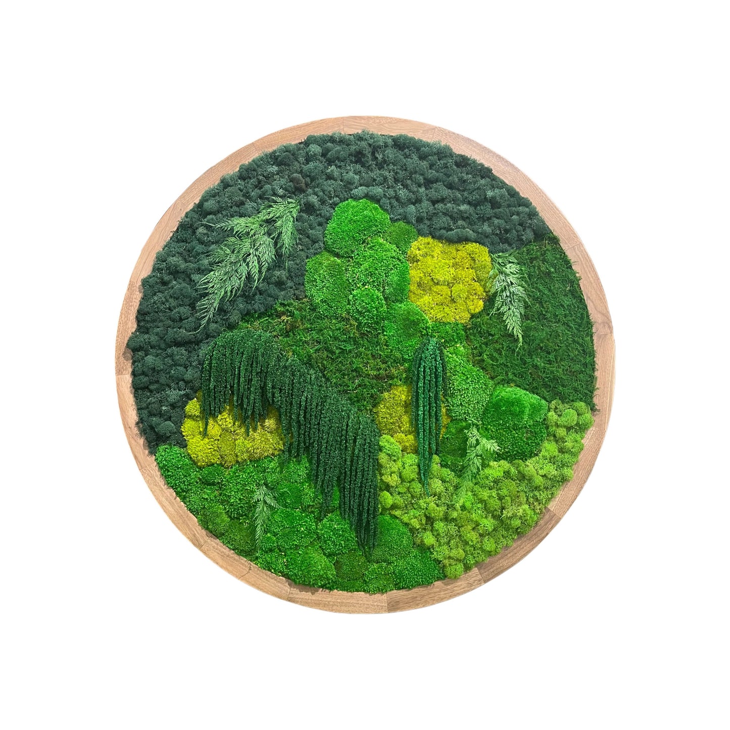 The Rainforest Sphere Circle Moss Art Frame