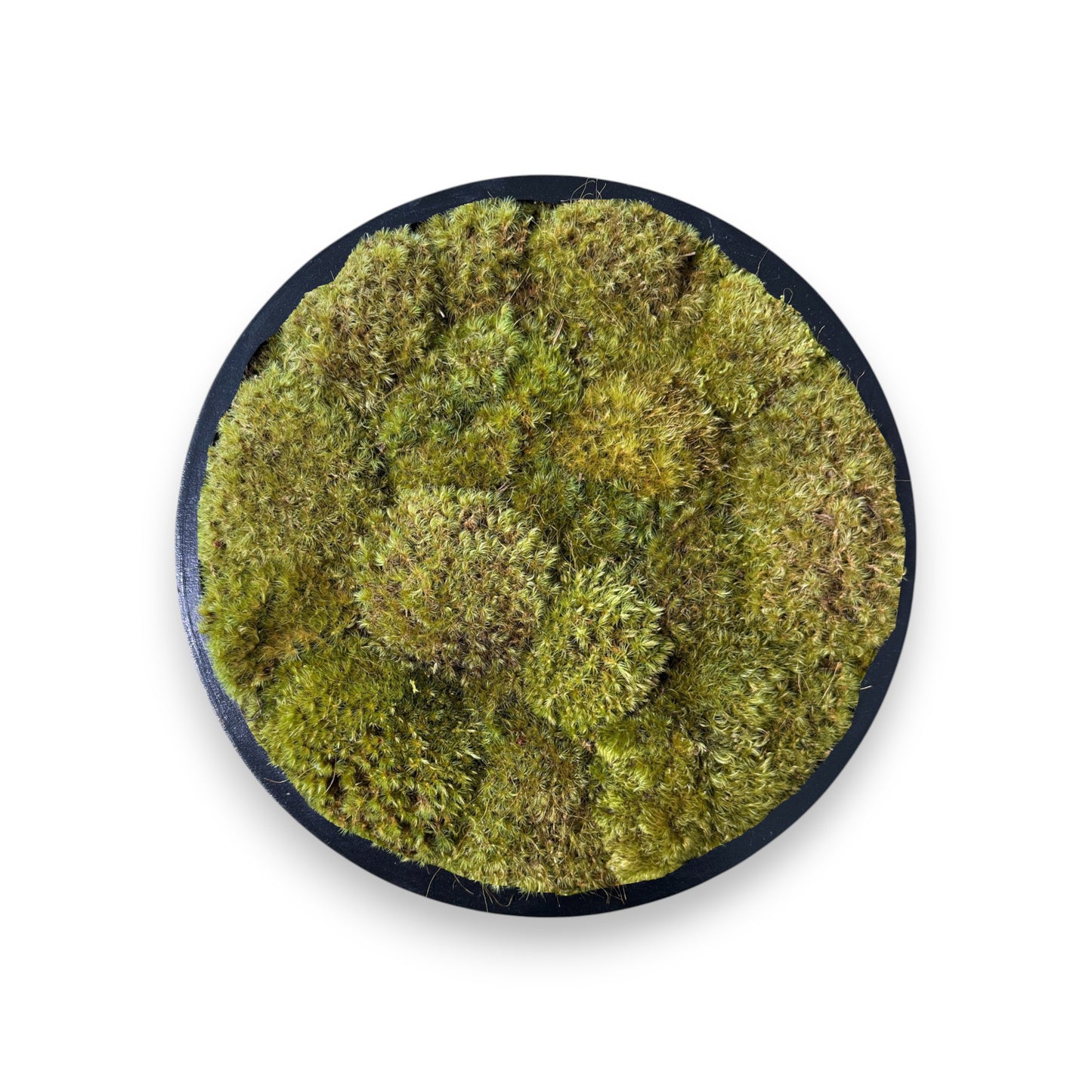 The Moss Constellation Circle Frame (One Piece)