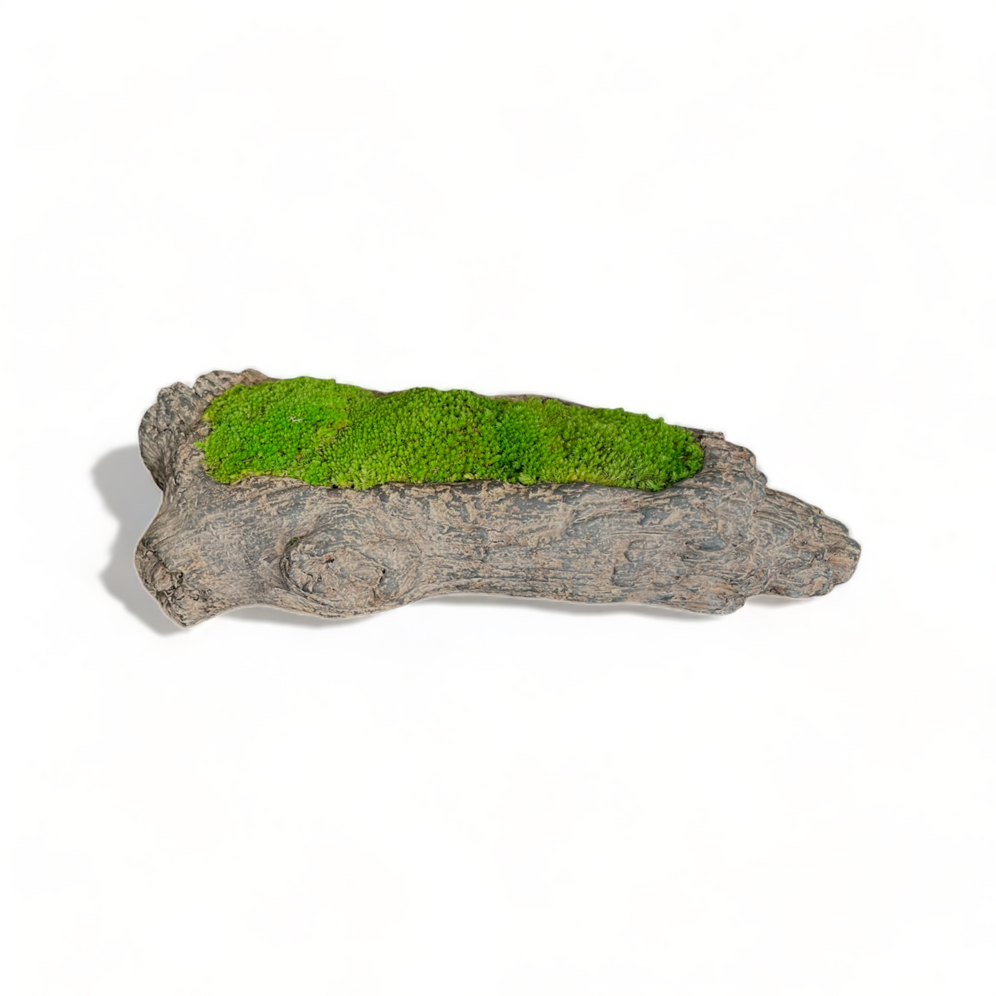 Driftwood Planter Moss Bowl